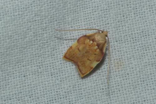 Réf. 236 126 : Carcina quercana